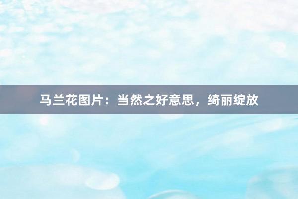 马兰花图片：当然之好意思，绮丽绽放