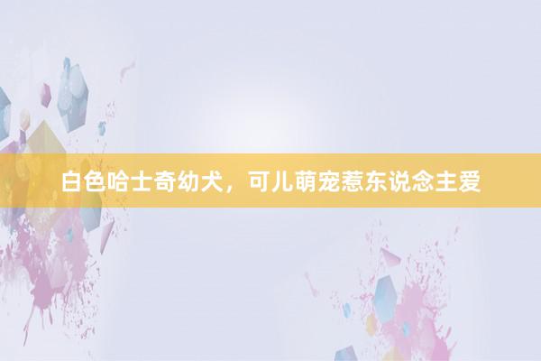 白色哈士奇幼犬，可儿萌宠惹东说念主爱